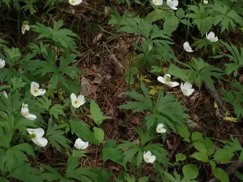 0 Marshall Phillips Rd, Brandon, VT 05733 photo 22