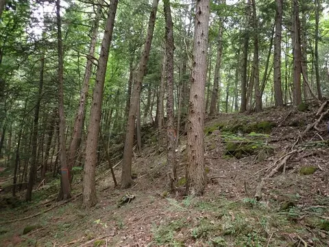 0 Marshall Phillips Rd, Brandon, VT 05733 photo 15