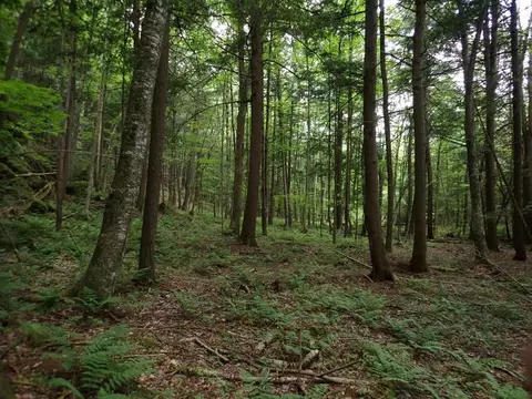 0 Marshall Phillips Rd, Brandon, VT 05733 photo 21
