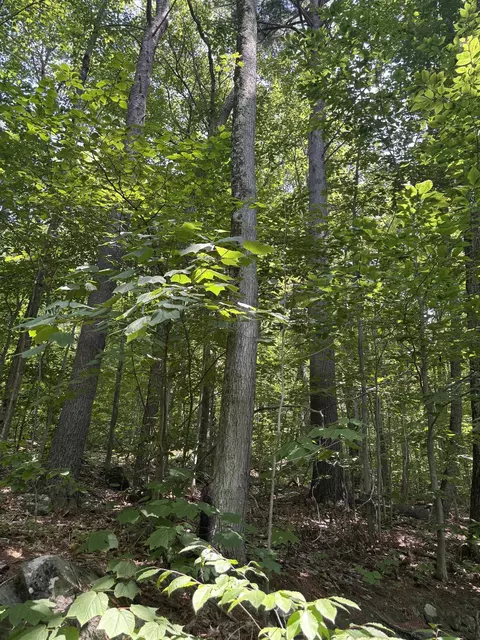 Upper Plains Road, Salisbury, VT 05769