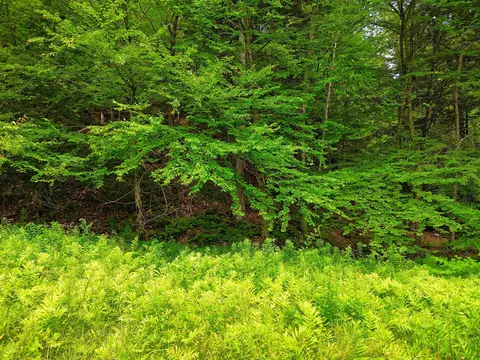 341 Seavers Brook Rd, Springfield, VT 05156 photo 3