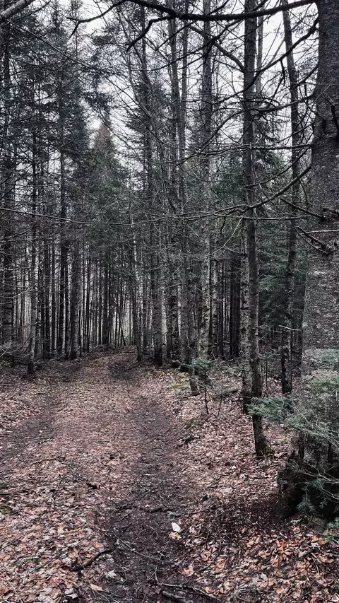 0 Shadow Lake Rd, Glover, VT 05839 photo 40