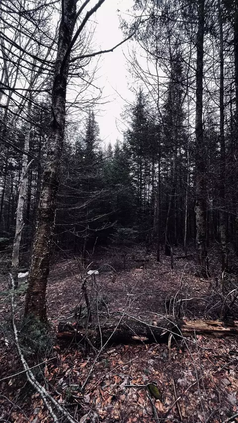 0 Shadow Lake Rd, Glover, VT 05839 photo 39