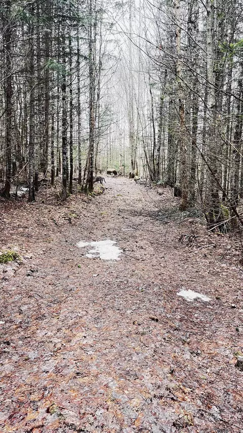 0 Shadow Lake Rd, Glover, VT 05839 photo 32