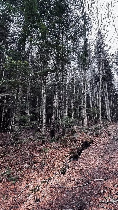 0 Shadow Lake Rd, Glover, VT 05839 photo 36