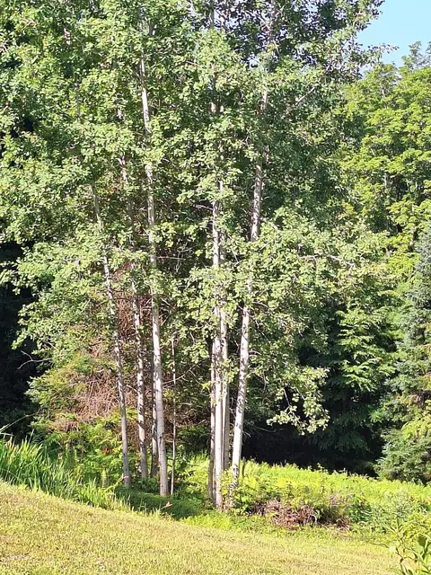 Exterior - 521 County Rd, Walpole, NH 03608 photo 6 of 7
