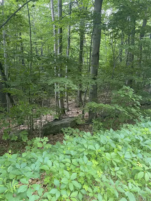 8 Fred Johnson Cir #16, Middlebury, VT 05753
