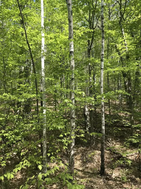 David Thompson Drive #10, Campton, NH 03223