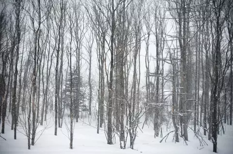 10 Issax Fox Rd #D-10, SECTION 10, Campton, NH 03223