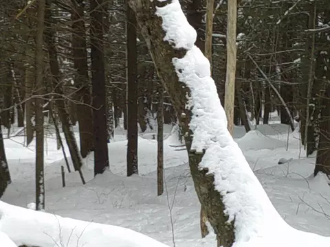 0 Plot Rd #2, Johnson, VT 05656 photo 18