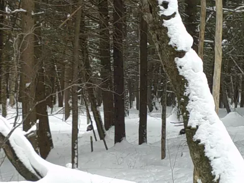 0 Plot Rd #2, Johnson, VT 05656 photo 15