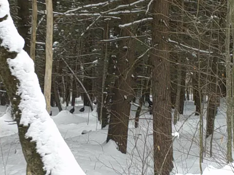 0 Plot Rd #2, Johnson, VT 05656 photo 19