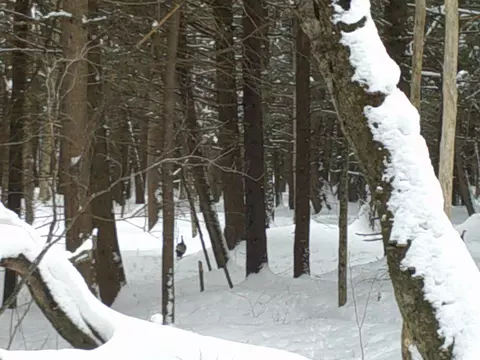 0 Plot Rd #2, Johnson, VT 05656 photo 16