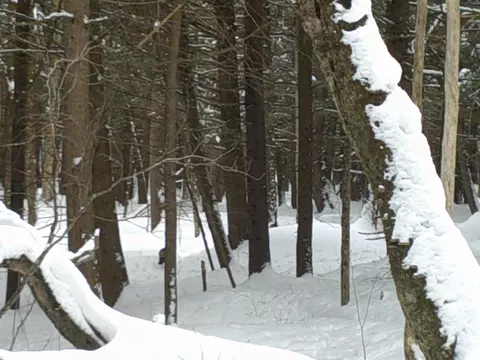 0 Plot Rd #2, Johnson, VT 05656 photo 17
