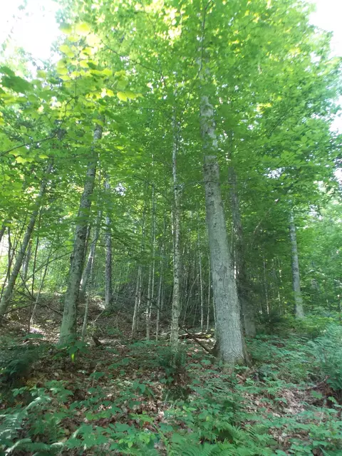 939 Us Route 5, Sutton, VT 05867 photo 16