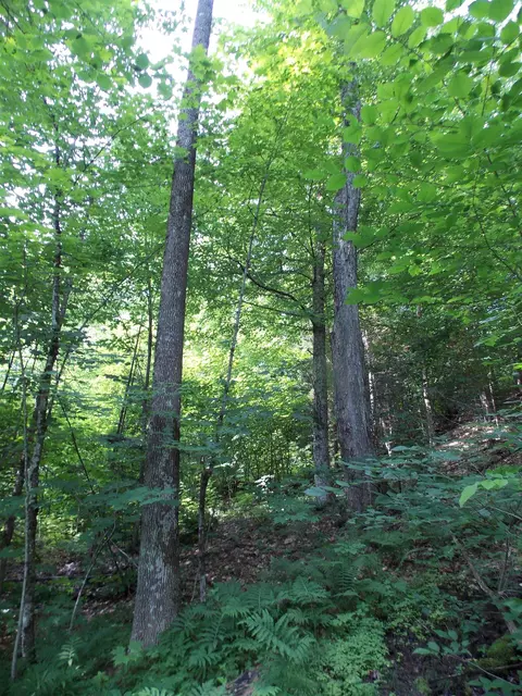 939 Us Route 5, Sutton, VT 05867 photo 17