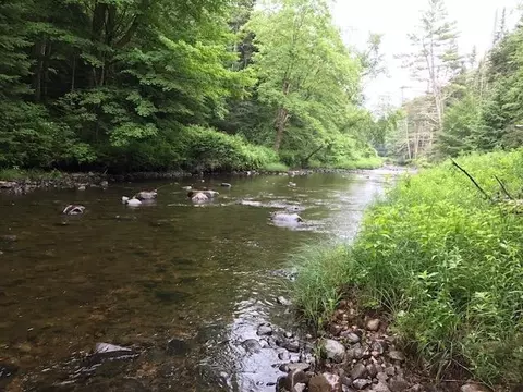 192 Pingree Park Ln, Londonderry, VT 05148