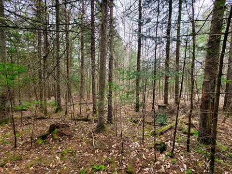 280 Guyette Rd, Marshfield, VT 05658 photo 23
