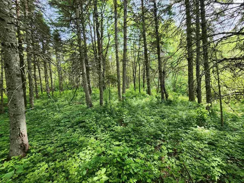 00 Boise Cascade Rd, Dummer, NH 03579 photo 15