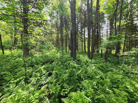 00 Boise Cascade Rd, Dummer, NH 03579 photo 3