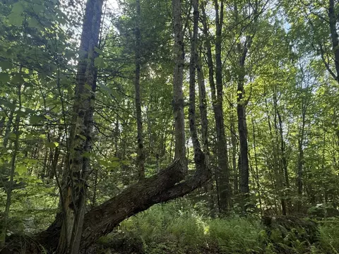 0 Roaring Brook Rd, Barton, VT 05822 photo 7
