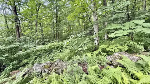 2075 Codding Hollow Rd, Johnson, VT 05656 photo 11