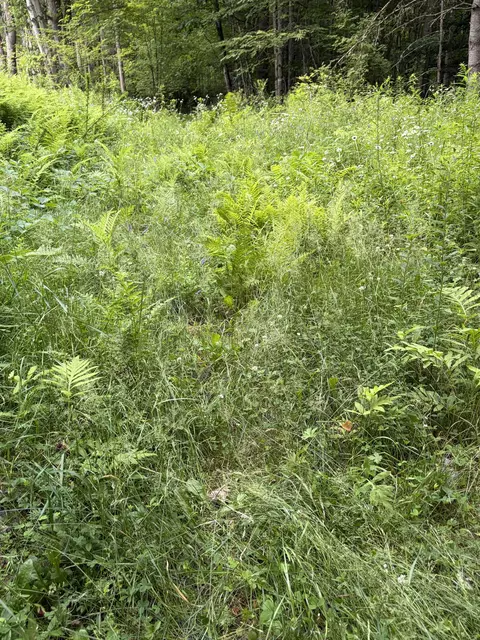 100 Ledge Rd, Lisbon, NH 03585 photo 8