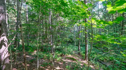0 Berry Patch Ln, Ludlow, VT 05149 photo 16