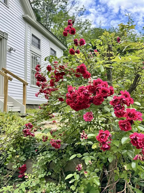 Exterior - 7 Cross St, Newfane, VT 05345 photo 16 of 16