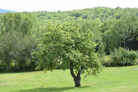 Exterior - 2155 Fellows Rd, Guildhall, VT 05905 photo 20 of 23