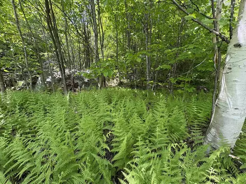 0 Old Pond Hill Rd, Lunenburg, VT 05906 photo 17