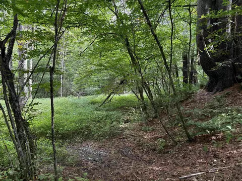40 E Putney Brook Rd #BIG PINE, Putney, VT 05346 photo 6