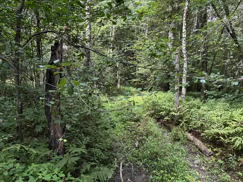 40 E Putney Brook Rd #BIG PINE, Putney, VT 05346 photo 8
