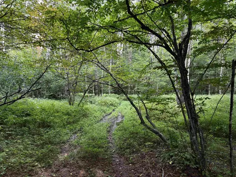 40 E Putney Brook Rd #BIG PINE, Putney, VT 05346 photo 5