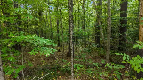 0 Shaker Rd, Sutton, NH 03260 photo 12