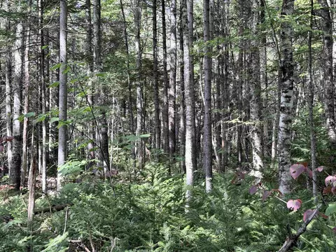 0 Cross Rd, Windham, VT 05359 photo 5