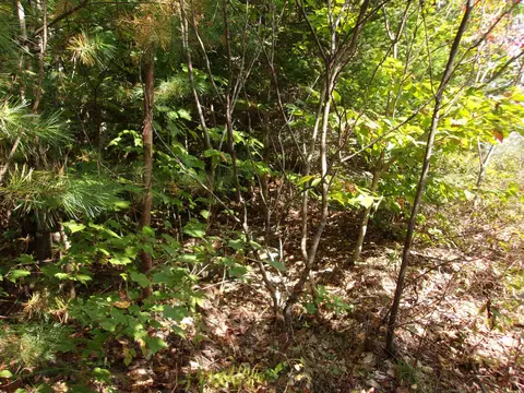 Fenn Way Circle #29, Bath, NH 03740 photo 13