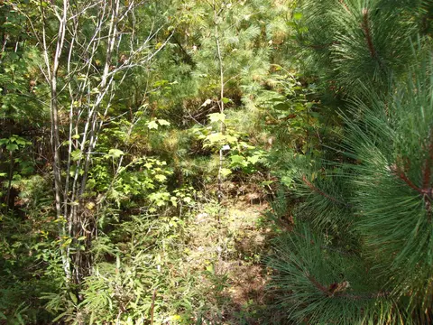 Fenn Way Circle #29, Bath, NH 03740 photo 10