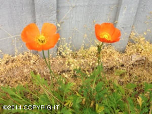6400 E 9th Ave, Anchorage, AK 99504 photo 23