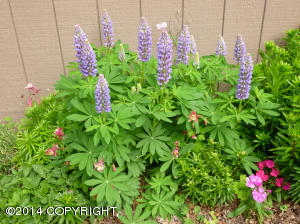 8531 E 17th Ave, Anchorage, AK 99504 photo 29