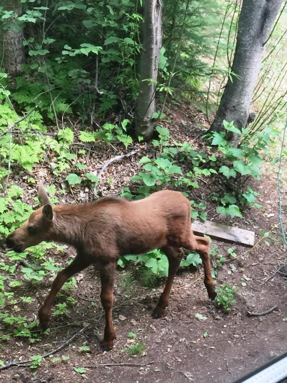 19430 Citation Rd, Eagle River, AK 99577 photo 38