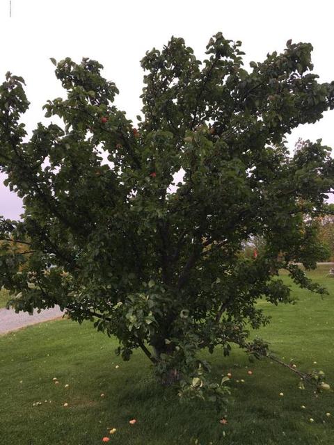 15562 E Outer Springer Loop, Palmer, AK 99645 photo 6