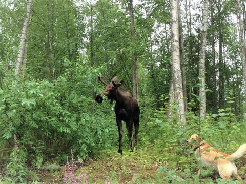 22449 Deer Park Dr, Chugiak, AK 99567 photo 27