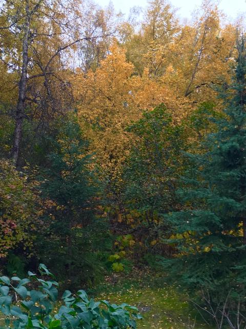 25260 Schaff Dr, Chugiak, AK 99567 photo 41