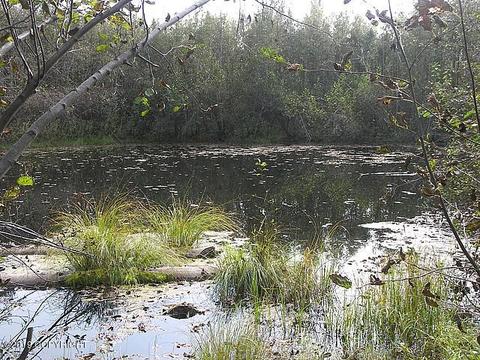 1850 Bona St, North Pole, AK 99705 photo 22