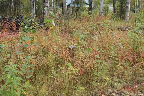 11675 N Deshka Loop, Willow, AK 99688 photo 20