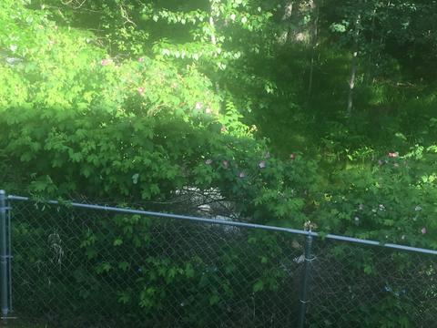 17364 Teklanika Dr, Eagle River, AK 99577 photo 40