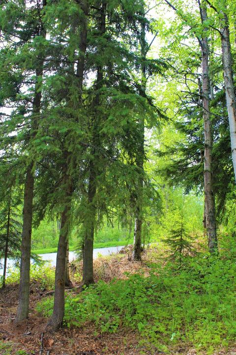 11835 Birch Hills Dr, Eagle River, AK 99577 photo 19
