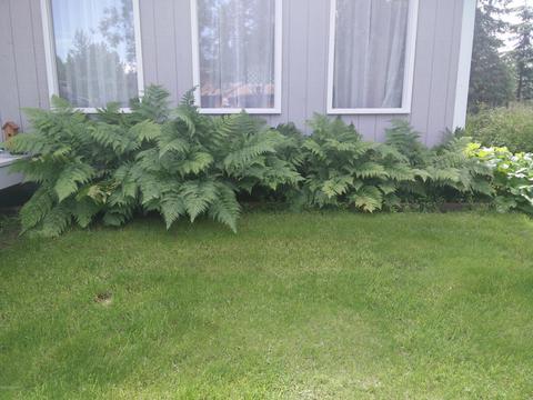 21665 Sheltering Spruce Loop, Chugiak, AK 99567 photo 38