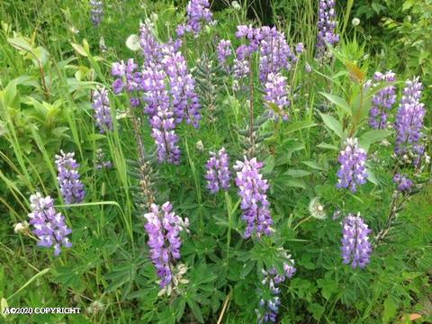 18433 Mountain Rd, Chugiak, AK 99567 photo 40